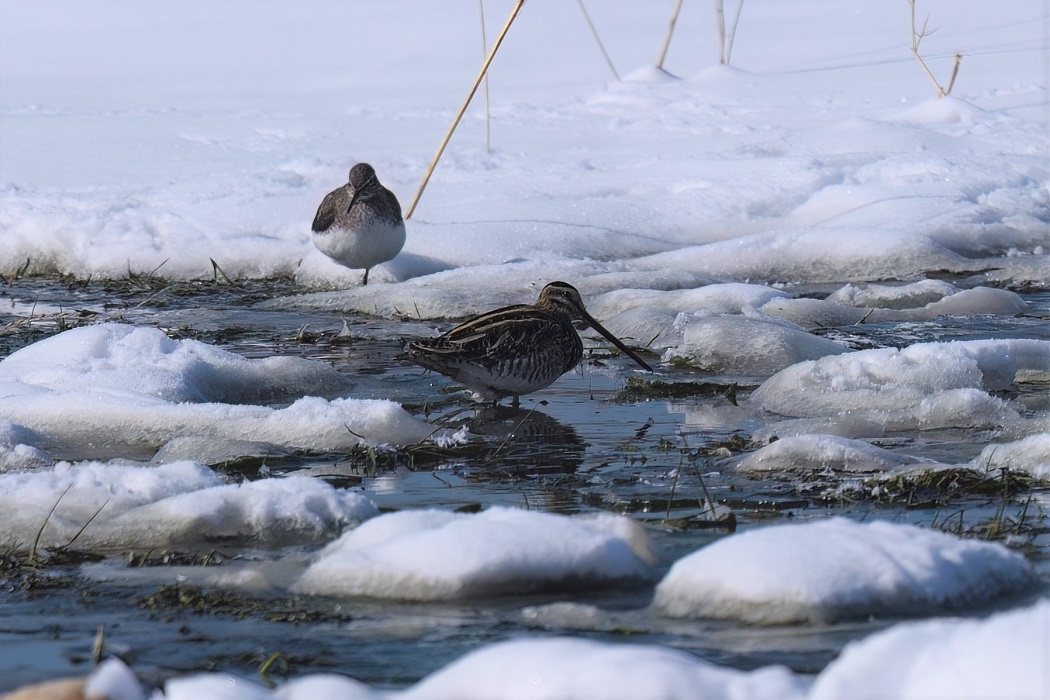 Common Snipe
